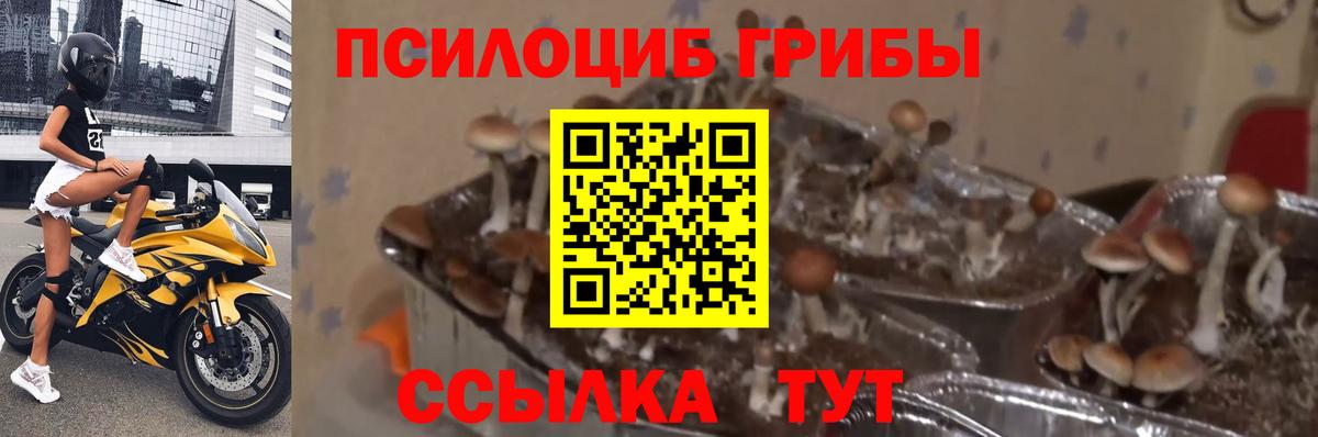 купить закладку  Вход с VPN  Феодосия  Галлюциногенные грибы Psilocybine cubensis 